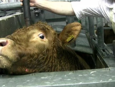 Κρυφές κάμερες σε σφαγεία αποκαλύπτουν βασανιστήρια ζώων με πλήρεις τις αισθήσεις τους (βίντεο)